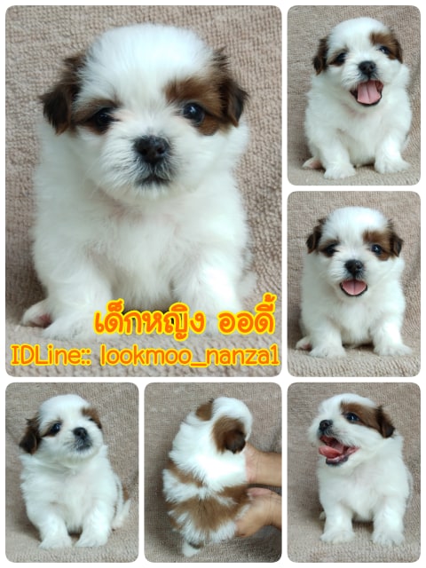 ชิสุทอยแท้!!!! 3สี