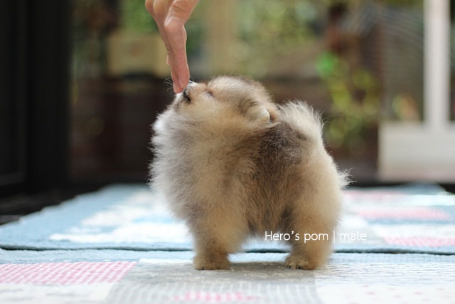 Hero's pom ขายปอมเมอเรเนียน สีส้ม เพศผ้ อายุ 2 เดือน สอบถาม Line : @heropom
