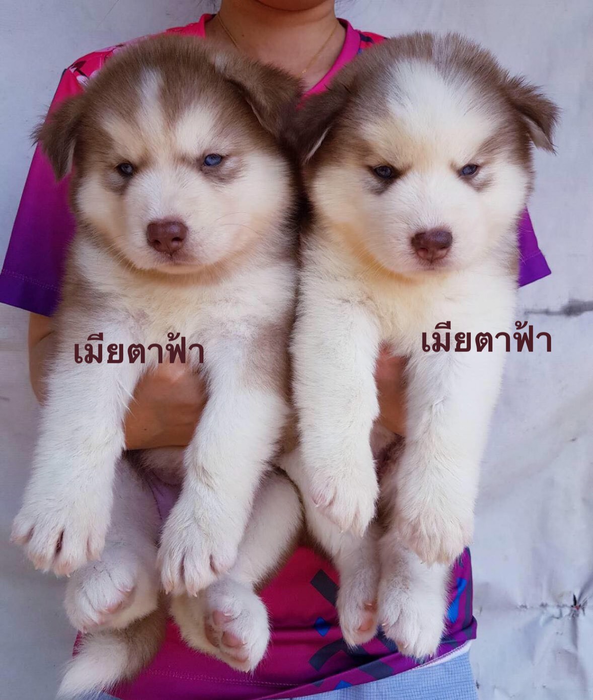 #ไซบีเรียนฮัสกี้  #ไซบีเรียนวู้ดลี่โค้ด    8,500 บาท