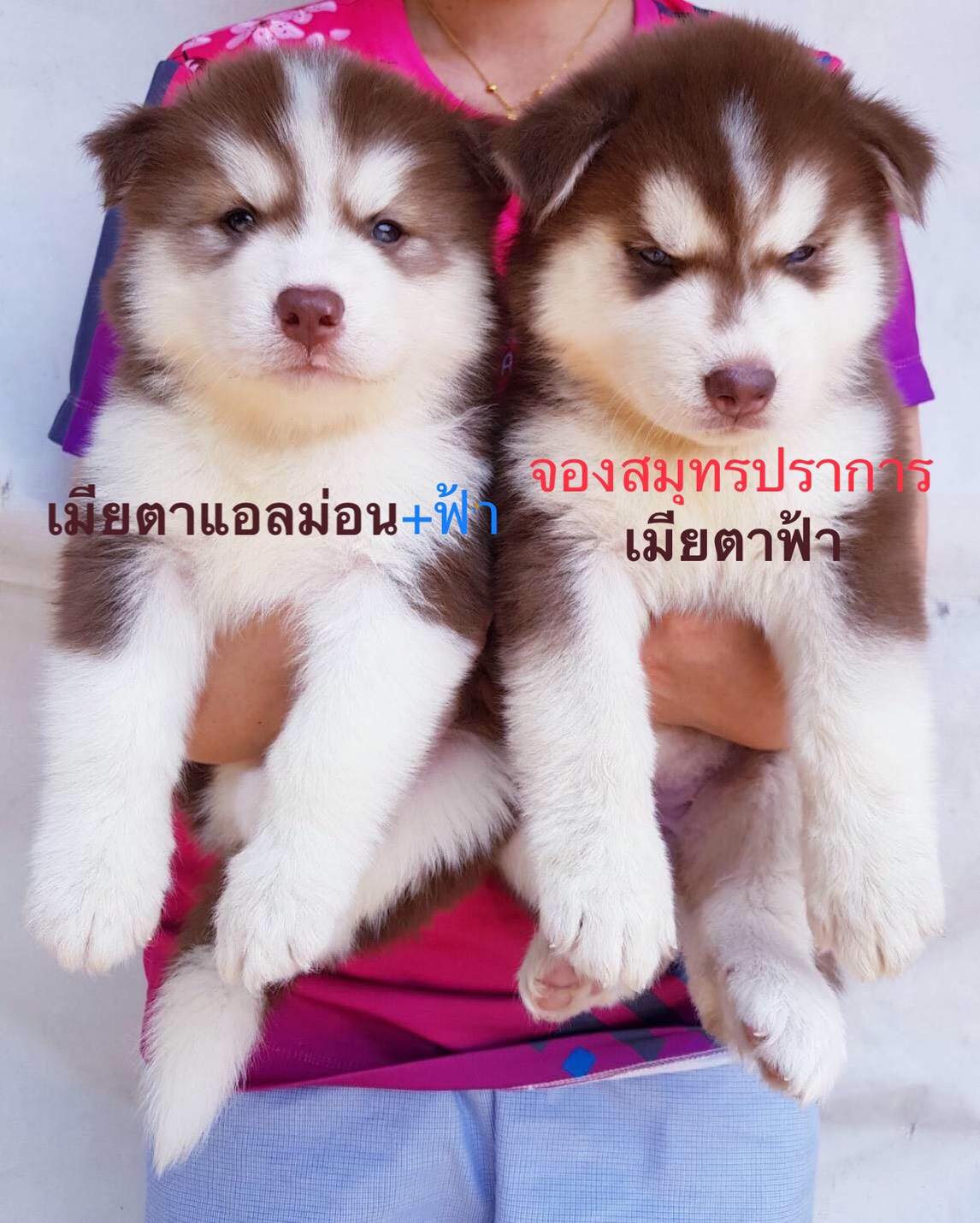 #ไซบีเรียนฮัสกี้  #ไซบีเรียนวู้ดลี่โค้ด    8,500 บาท