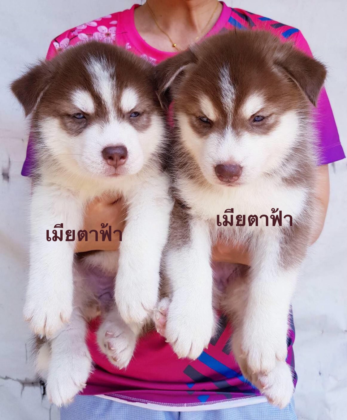#ไซบีเรียนฮัสกี้  #ไซบีเรียนวู้ดลี่โค้ด    8,500 บาท
