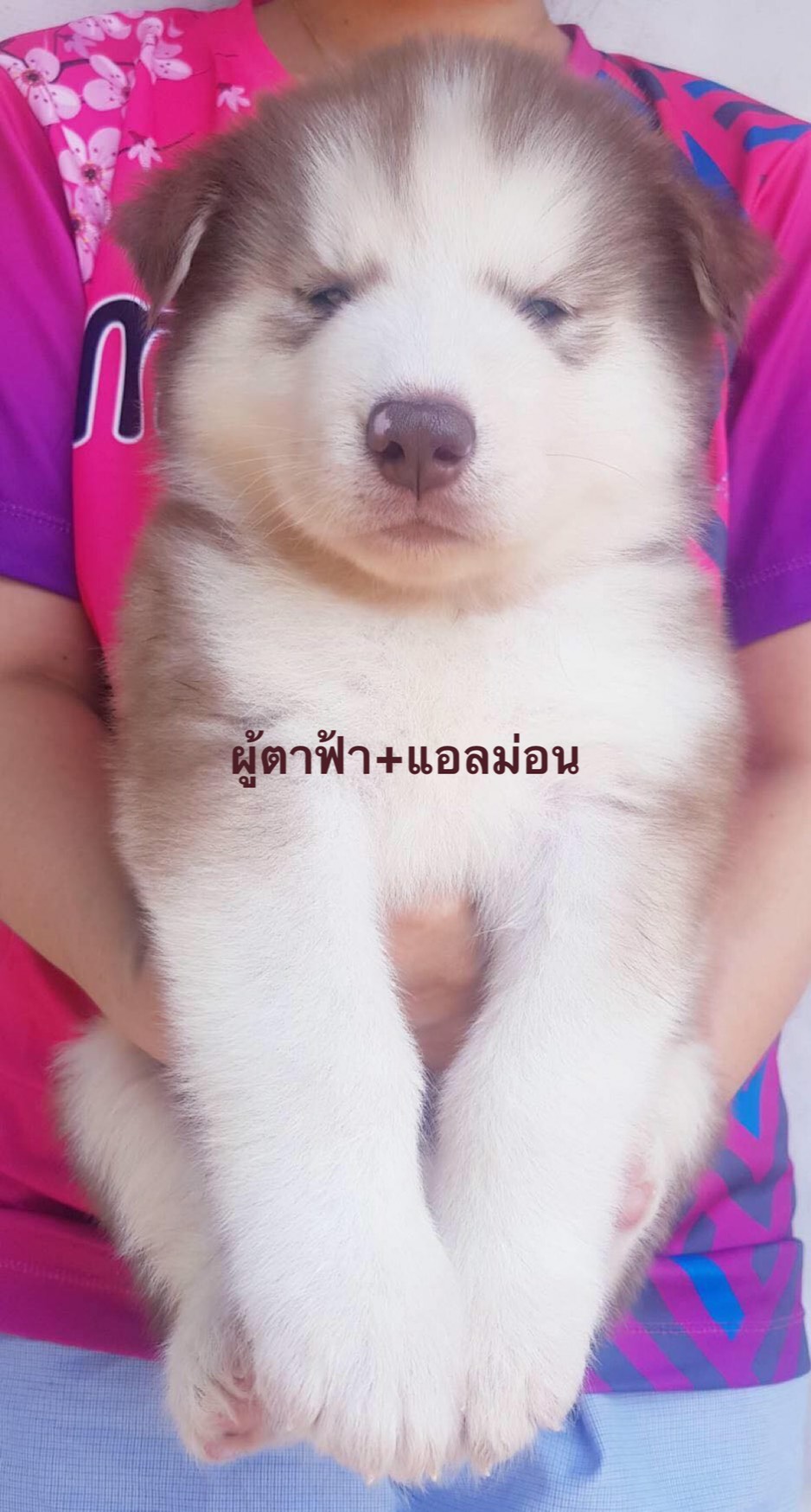 #ไซบีเรียนฮัสกี้  #ไซบีเรียนวู้ดลี่โค้ด    8,500 บาท