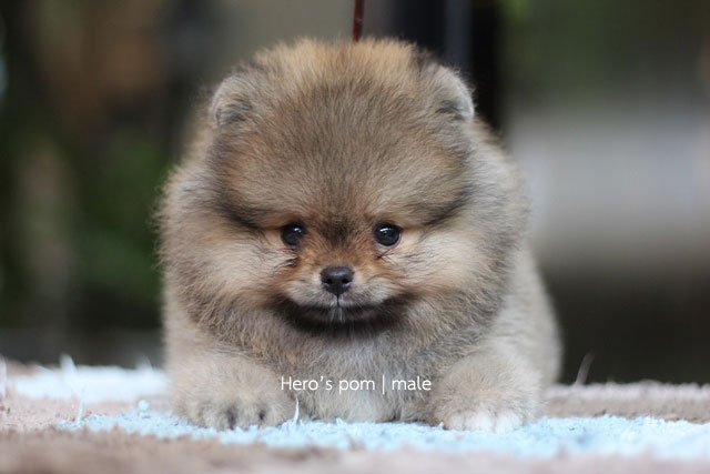 Hero's pom ขายปอมเมอเรเนียน สีส้ม เพศผ้ อายุ 2 เดือน สอบถาม Line : @heropom
