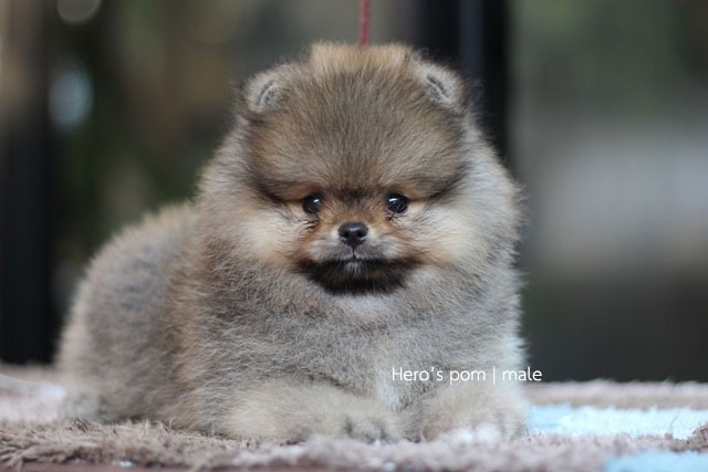 Hero's pom ขายปอมเมอเรเนียน สีส้ม เพศผ้ อายุ 2 เดือน สอบถาม Line : @heropom