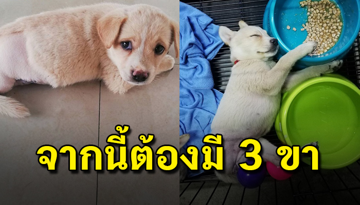 จะยืนก็ลำบากจะเดินก็ลำบาก กลายเป็นหมา3ขาตั้งแต่ยังเด็กเพราะความหวังดีของเจ้าของ
