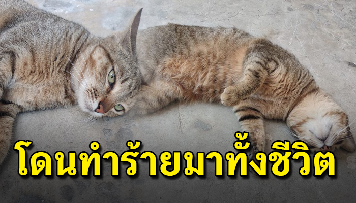 แมวจรถูกคนใจร้ายเอาน้ำมันเครื่องผสมน้ำให้กินแถมยังโดนเด็กๆแถวนั้นรังแก