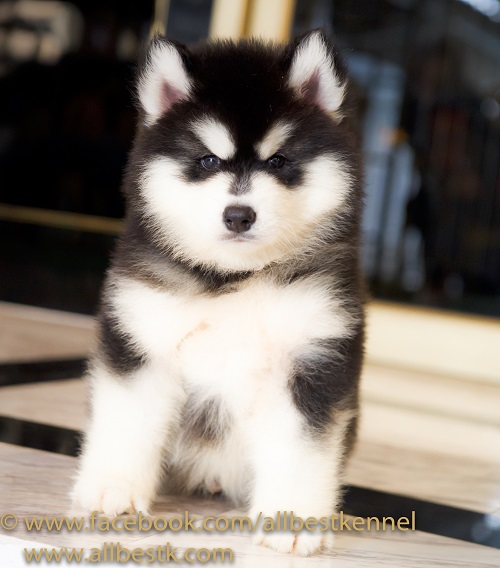 -Allbest kennel ไซบีเรียนฮัสกี้ เกรดพรีเมี่ยม ฟาร์มมาตรฐานและใหญ่สุดในประเทศไทย