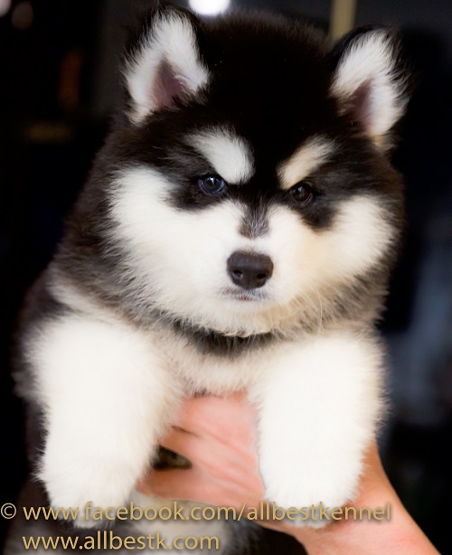 -Allbest kennel ไซบีเรียนฮัสกี้ เกรดพรีเมี่ยม ฟาร์มมาตรฐานและใหญ่สุดในประเทศไทย