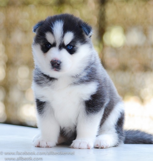 -Allbest kennel ไซบีเรียนฮัสกี้ เกรดพรีเมี่ยม ฟาร์มมาตรฐานและใหญ่สุดในประเทศไทย