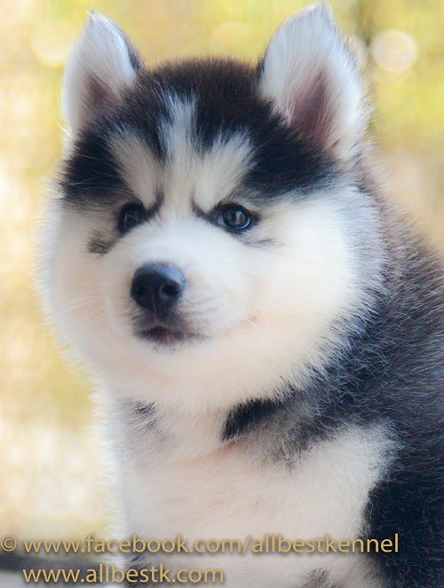 -Allbest kennel ไซบีเรียนฮัสกี้ เกรดพรีเมี่ยม ฟาร์มมาตรฐานและใหญ่สุดในประเทศไทย