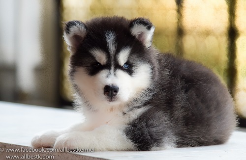 -Allbest kennel ไซบีเรียนฮัสกี้ เกรดพรีเมี่ยม ฟาร์มมาตรฐานและใหญ่สุดในประเทศไทย