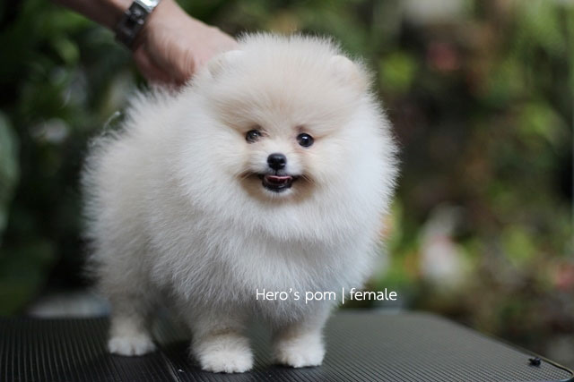 Hero's pom ขายปอมเมอเรเนียน สีครีม เพศเมีย อายุ 2 เดือน สอบถาม Line : @heropom