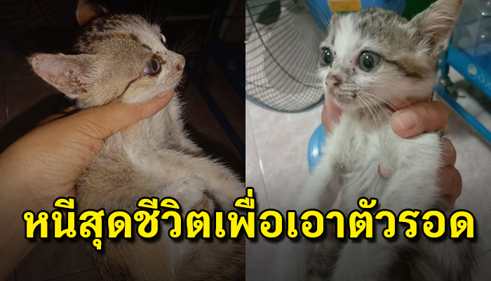 เหมียวหนีภัยอันตรายเข้ามาหลบในบ้าน มาหาที่พึ่งพักพิงหลังถูกเอามาปล่อย