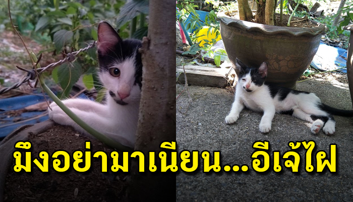 เผลอไม่ได้เลยอีเจ๊ไฝ ชอบทำเนียนนอนกินลมชมวิวที่กระถางต้นไม้