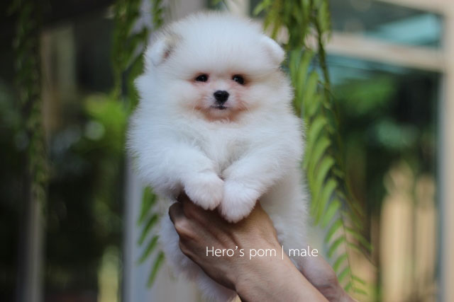 Hero's pom ขายปอมเมอเรเนียน สีปาร์ตี้ เพศผ้ อายุ 2 เดือน สอบถาม Line : @heropom