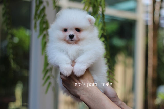 Hero's pom ขายปอมเมอเรเนียน สีปาร์ตี้ เพศผ้ อายุ 2 เดือน สอบถาม Line : @heropom