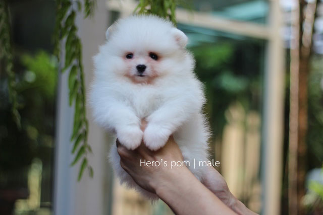 Hero's pom ขายปอมเมอเรเนียน สีปาร์ตี้ เพศผ้ อายุ 2 เดือน สอบถาม Line : @heropom