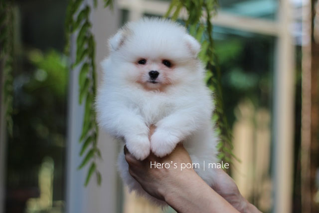 Hero's pom ขายปอมเมอเรเนียน สีปาร์ตี้ เพศผ้ อายุ 2 เดือน สอบถาม Line : @heropom