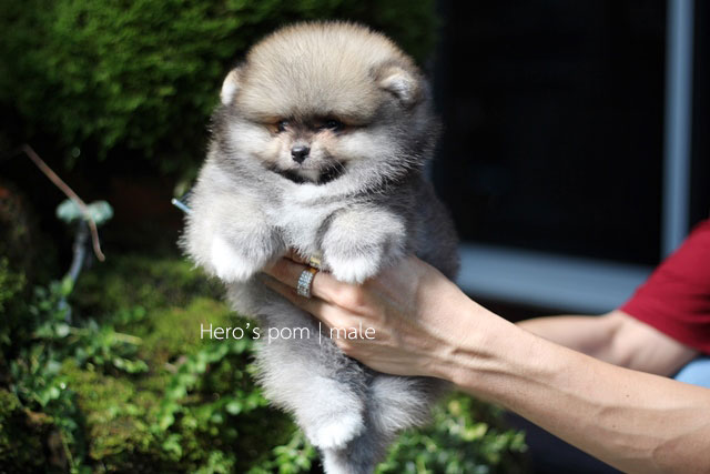 Hero's pom ขายปอมเมอเรเนียน สีส้ม เพศเมีย อายุ 2 เดือน สอบถาม Line : @heropom