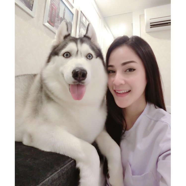 -หยุดเสี่ยงกับไซบีเรียนฮัสกี้ ไม่ได้คุณภาพ Allbest kennel ให้เราดูแลคุณสิครับ