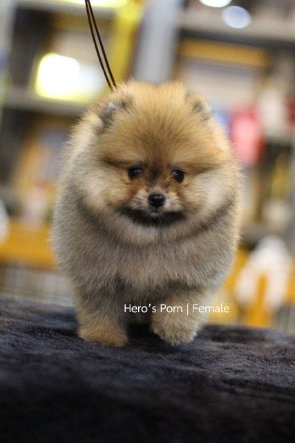 Hero's pom ขายปอมเมอเรเนียน สีส้ม เพศเมีย อายุ 2 เดือน สอบถาม Line : @heropom