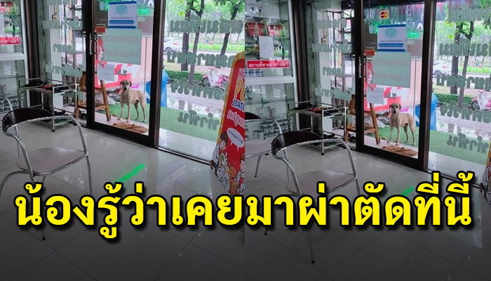 เจ้านวลหมาจรแสนรู้ เดินมาหาหมอด้วยตัวเองเพราะรู้ดีว่าคุณหมอเคยช่วยชีวิตน้องไว้