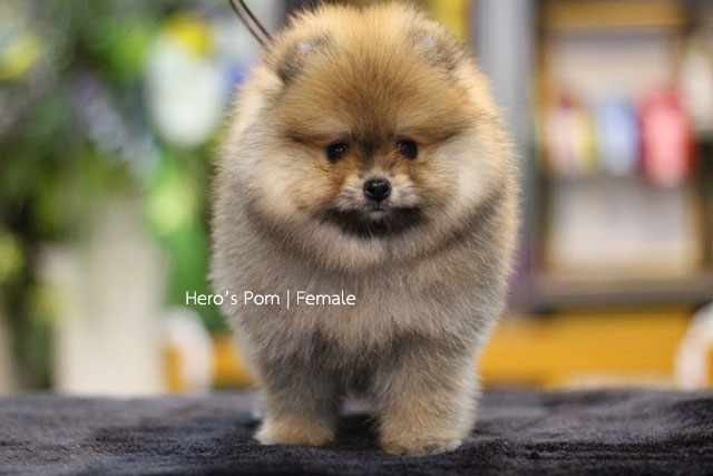 Hero's pom ขายปอมเมอเรเนียน สีส้ม เพศเมีย อายุ 2 เดือน สอบถาม Line : @heropom