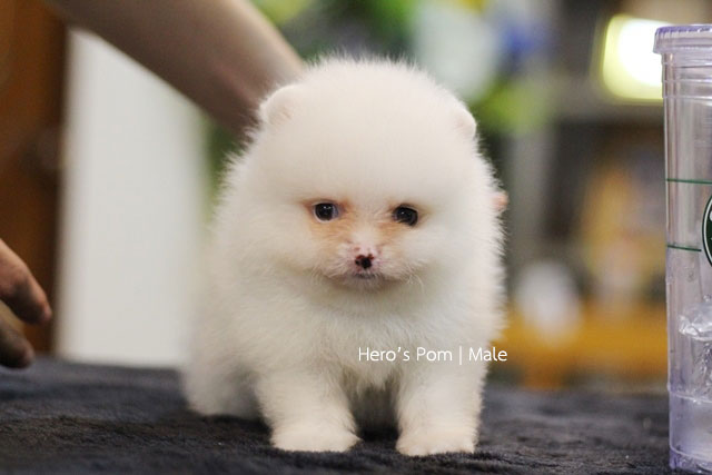 Hero's pom ขายปอมเมอเรเนียน สีครีม เพศผ้ อายุ 2 เดือน สอบถาม Line : @heropom, 09