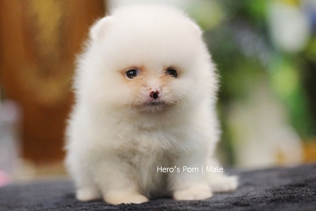 Hero's pom ขายปอมเมอเรเนียน สีครีม เพศผ้ อายุ 2 เดือน สอบถาม Line : @heropom, 09