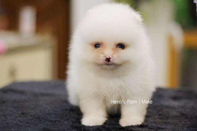 Hero's pom ขายปอมเมอเรเนียน สีครีม เพศผ้ อายุ 2 เดือน สอบถาม Line : @heropom, 09