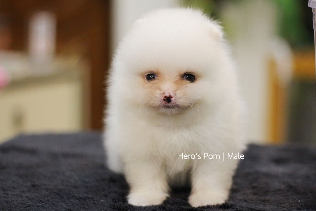 Hero's pom ขายปอมเมอเรเนียน สีครีม เพศผ้ อายุ 2 เดือน สอบถาม Line : @heropom, 09