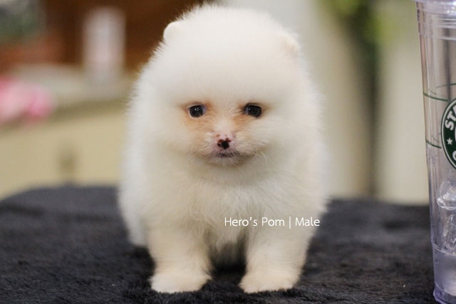 Hero's pom ขายปอมเมอเรเนียน สีครีม เพศผ้ อายุ 2 เดือน สอบถาม Line : @heropom, 09