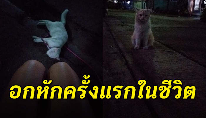 อกหักครั้งแรกในชีวิต หลังแมวหนุ่มตามจีบแมวที่บ้านแต่พอได้เสียกันก็ไม่เคยมาหาอีก