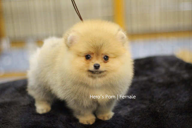 Hero's pom ขายปอมเมอเรเนียน สีส้ม เพศเมีย อายุ 2 เดือน สอบถาม Line : @heropom