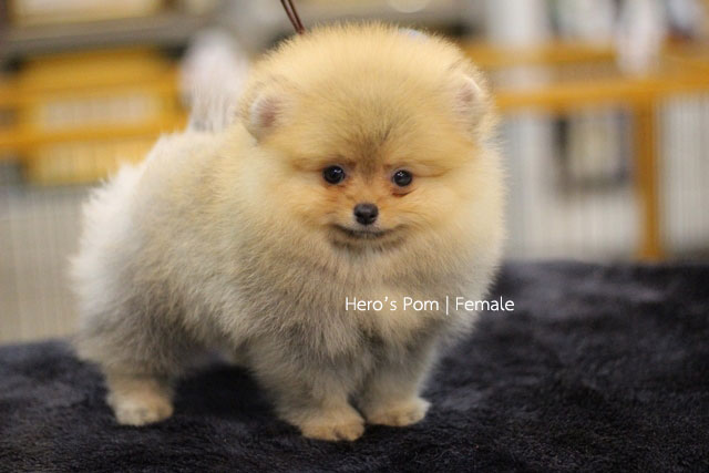 Hero's pom ขายปอมเมอเรเนียน สีส้ม เพศเมีย อายุ 2 เดือน สอบถาม Line : @heropom