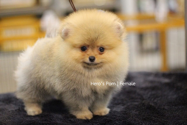 Hero's pom ขายปอมเมอเรเนียน สีส้ม เพศเมีย อายุ 2 เดือน สอบถาม Line : @heropom