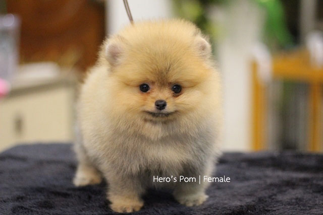 Hero's pom ขายปอมเมอเรเนียน สีส้ม เพศเมีย อายุ 2 เดือน สอบถาม Line : @heropom