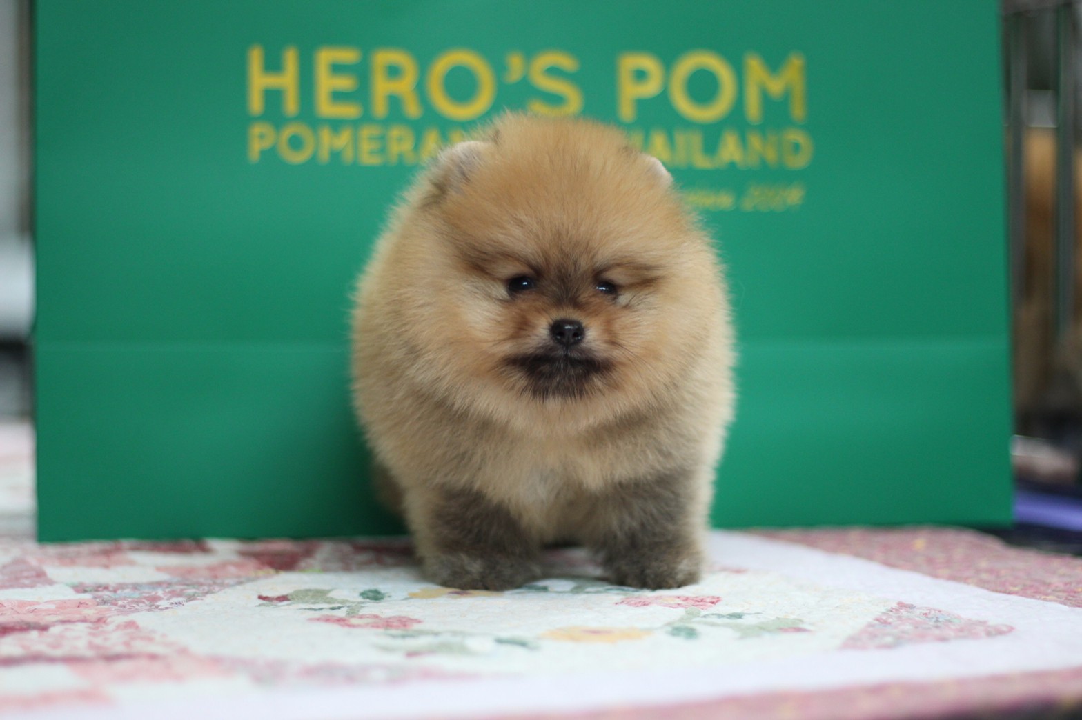 Hero's pom ขายปอมเมอเรเนียน สีส้ม เพศเมีย อายุ 2 เดือน สอบถาม Line : @heropom