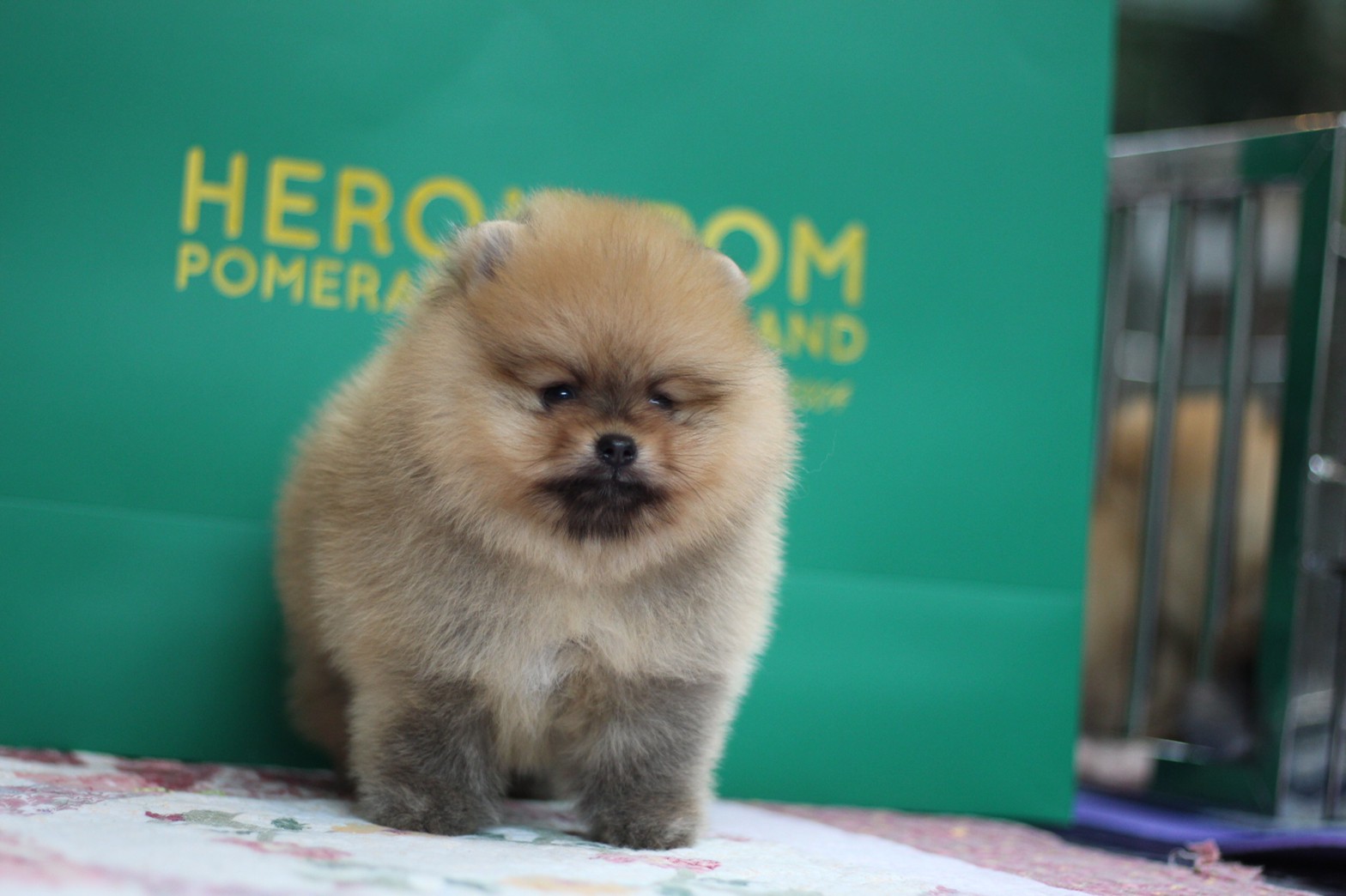 Hero's pom ขายปอมเมอเรเนียน สีส้ม เพศเมีย อายุ 2 เดือน สอบถาม Line : @heropom