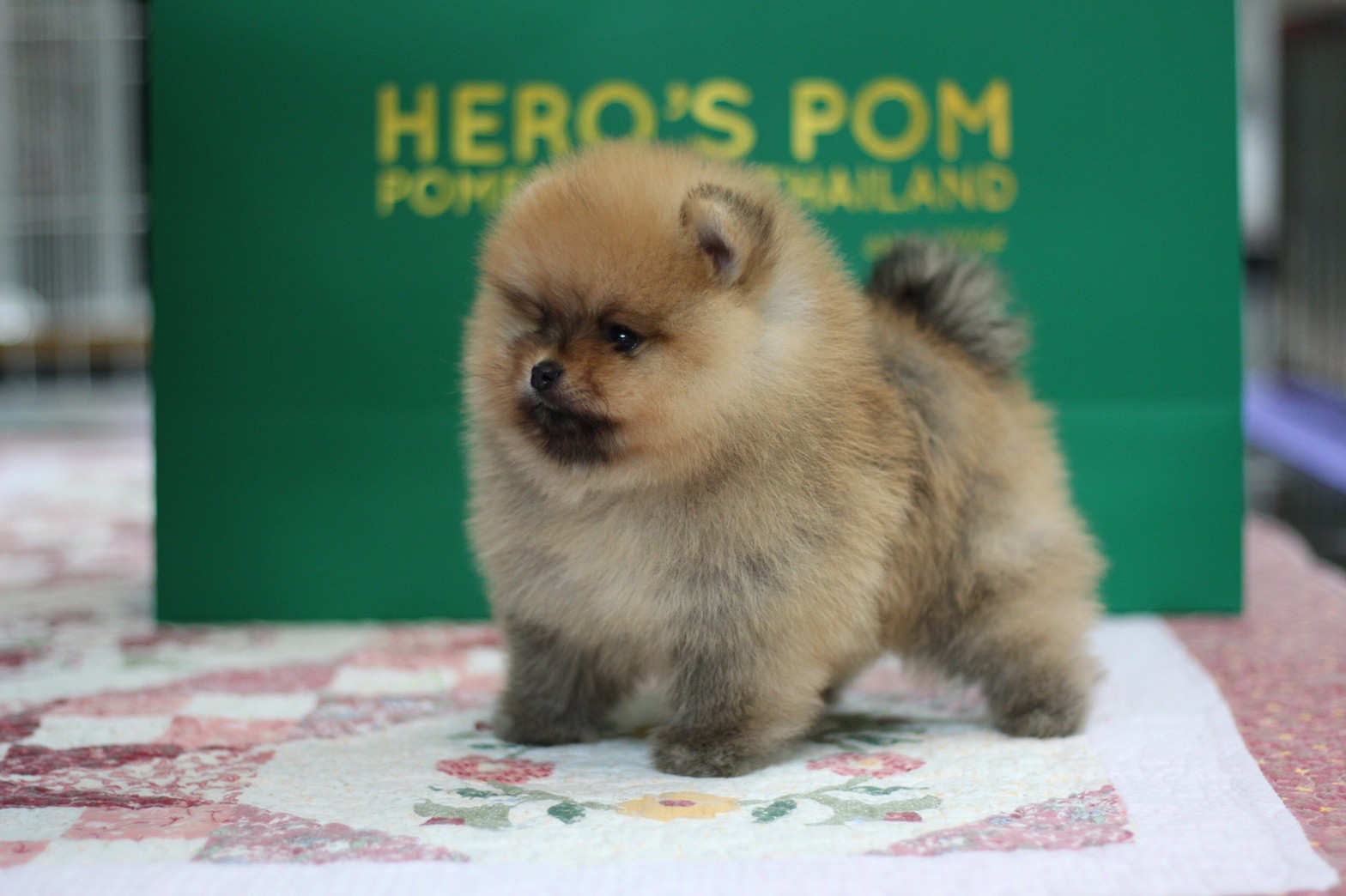 Hero's pom ขายปอมเมอเรเนียน สีส้ม เพศเมีย อายุ 2 เดือน สอบถาม Line : @heropom