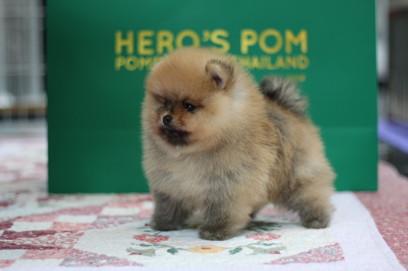 Hero's pom ขายปอมเมอเรเนียน สีส้ม เพศเมีย อายุ 2 เดือน สอบถาม Line : @heropom