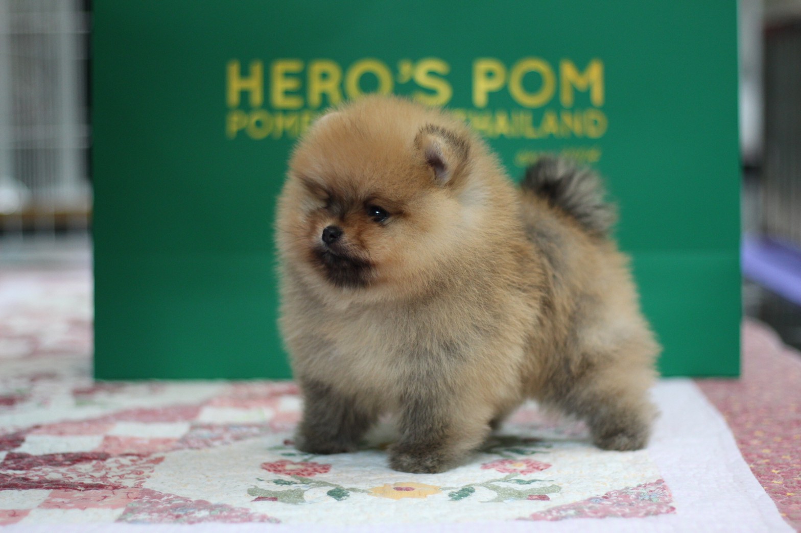 Hero's pom ขายปอมเมอเรเนียน สีส้ม เพศเมีย อายุ 2 เดือน สอบถาม Line : @heropom