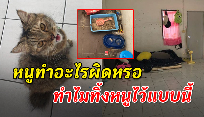 เหมียวน้อย ถูกปล่อยให้อยู่ในห้องเพียงลำพัง ไร้น้ำไร้อาหารจะตกถึงท้อง