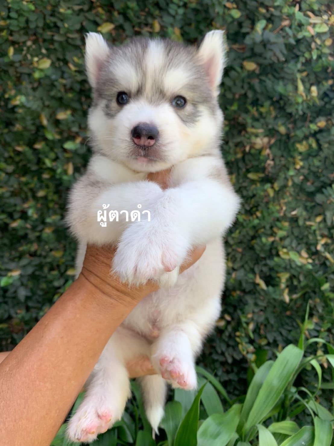 #ไซบีเรียนฮัสกี้  #ไซบีเรียนวู้ดลี่โค้ด  7,900-  8,500บาท