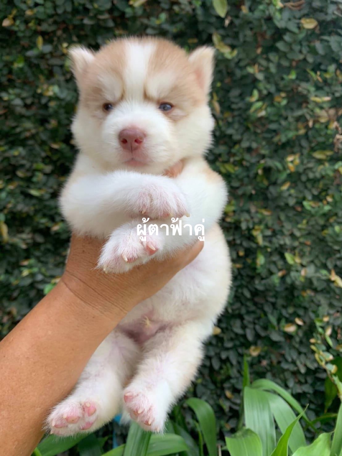 #ไซบีเรียนฮัสกี้  #ไซบีเรียนวู้ดลี่โค้ด  7,900-  8,500บาท