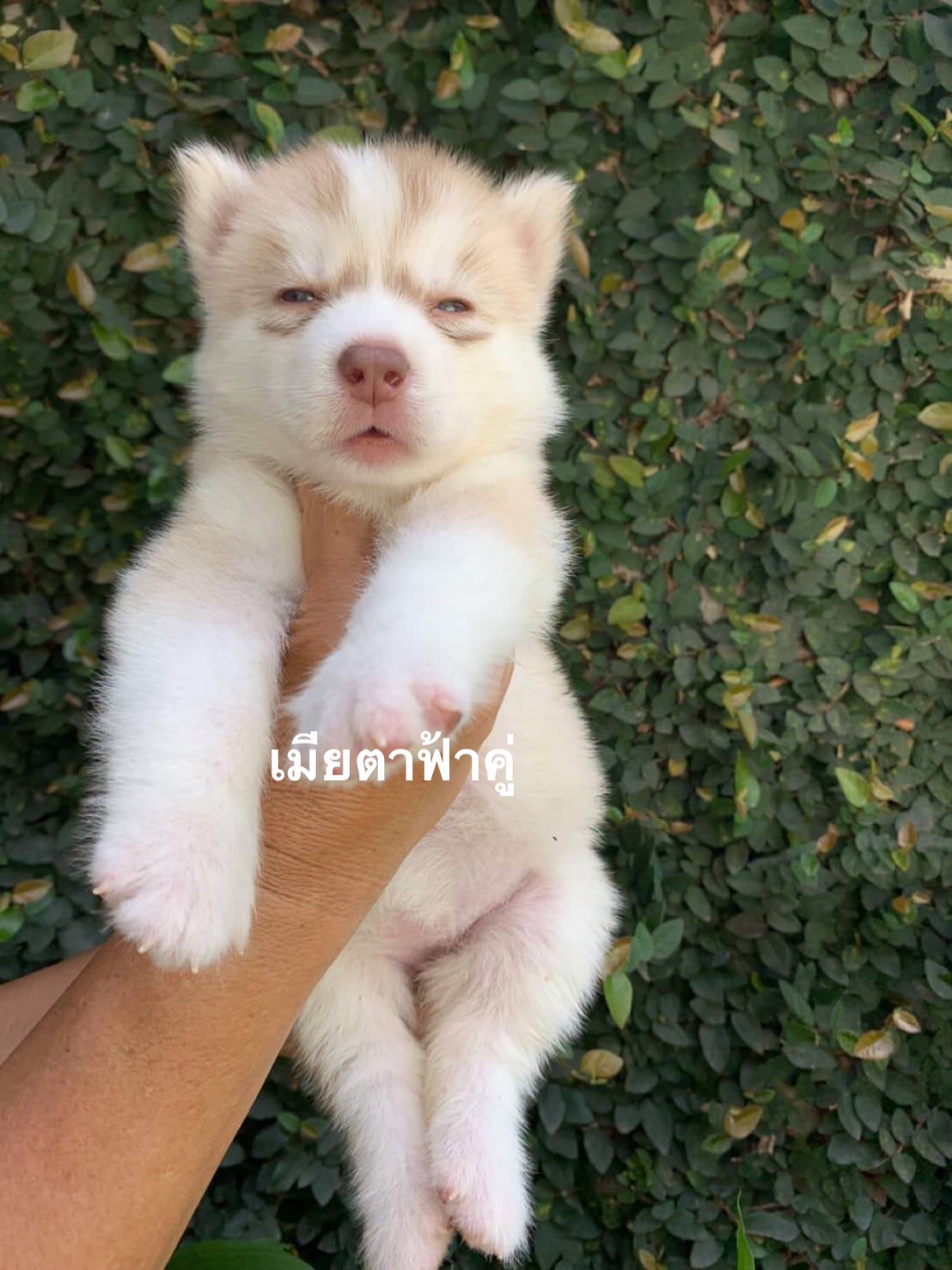 #ไซบีเรียนฮัสกี้  #ไซบีเรียนวู้ดลี่โค้ด  7,900-  8,500บาท