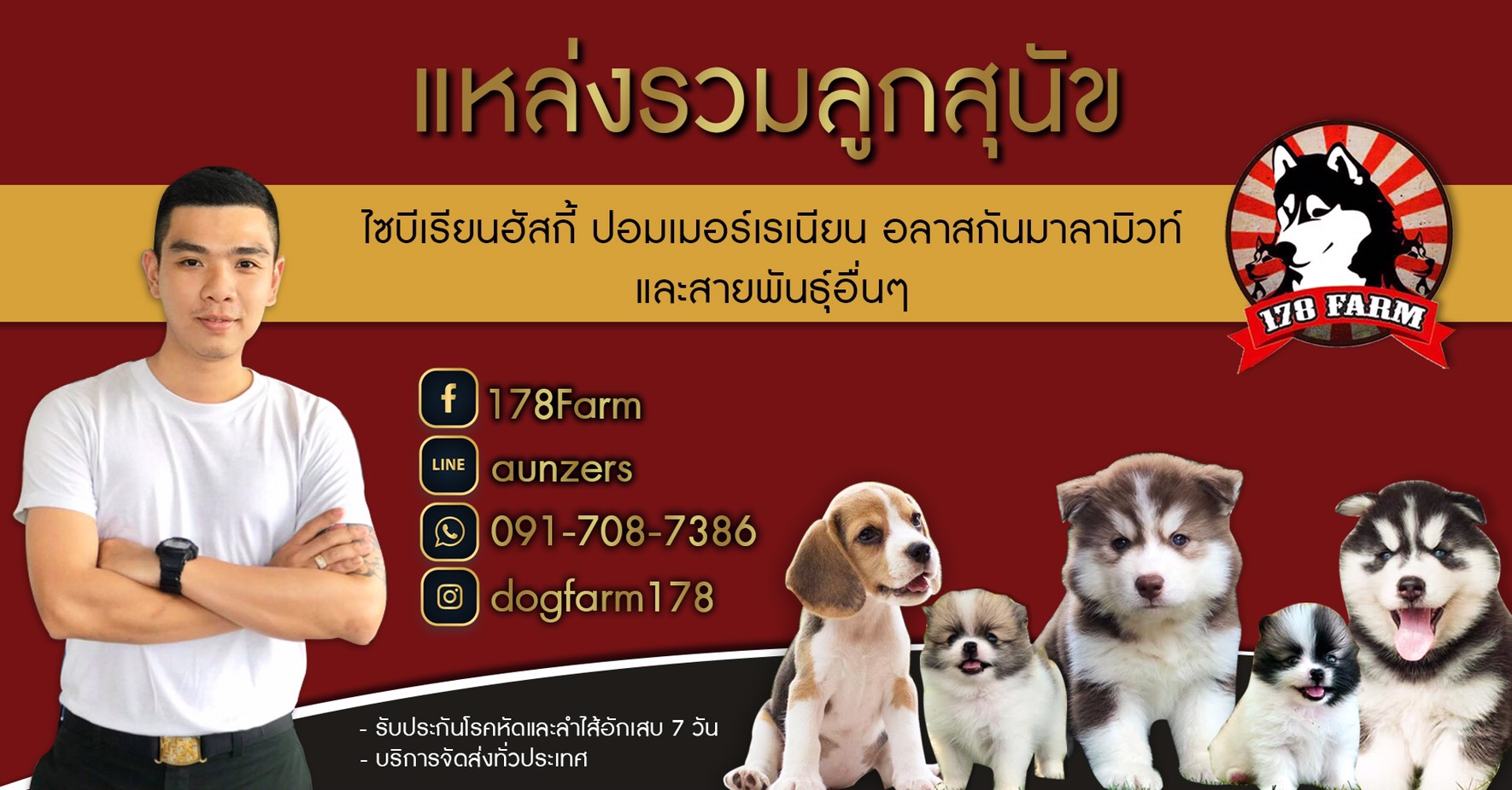 #ไซบีเรียนฮัสกี้  #ไซบีเรียนวู้ดลี่โค้ด  7,900-  8,500บาท