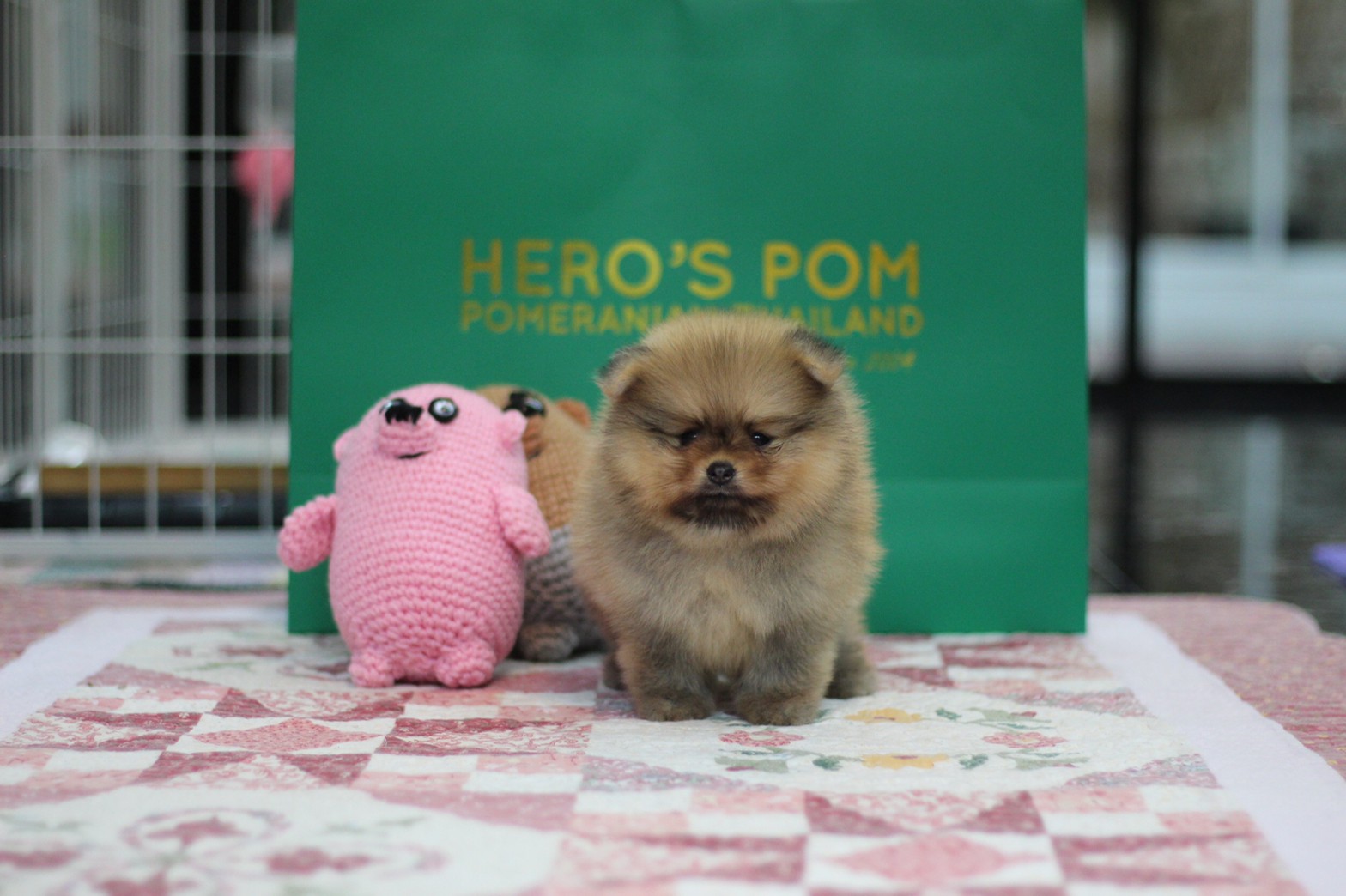 Hero's pom ขายปอมเมอเรเนียน สีส้ม เพศเมีย อายุ 2 เดือน สอบถาม Line : @heropom