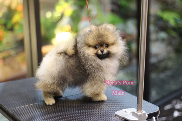 Hero's pom ขายปอมเมอเรเนียน สีส้ม เพศผ้ อายุ 2 เดือน สอบถาม Line : @heropom