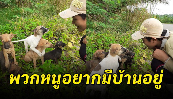 ลูกหมา 5 ชีวิตเข้ามาออดอ้อน หลังต้องใช้ชีวิตข้างถนนโดยไร้แม่คอยดูแล